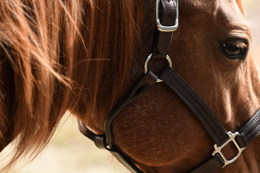 Made-In-Mare: A Real Owner’s Story of Breeding Their Mare for the First Time