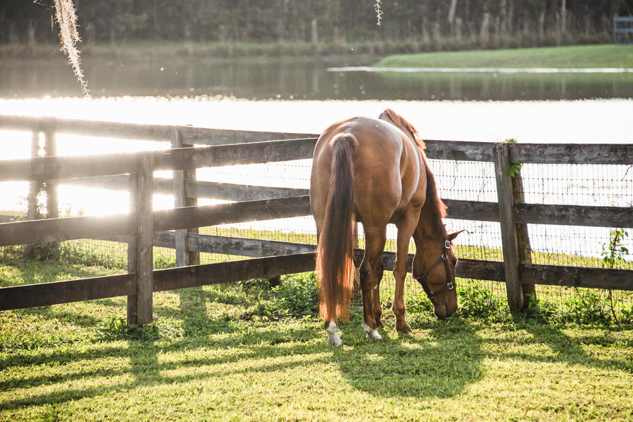 Why You Need NIGHTWATCH® — Even if Your Horse Lives in Your Backyard