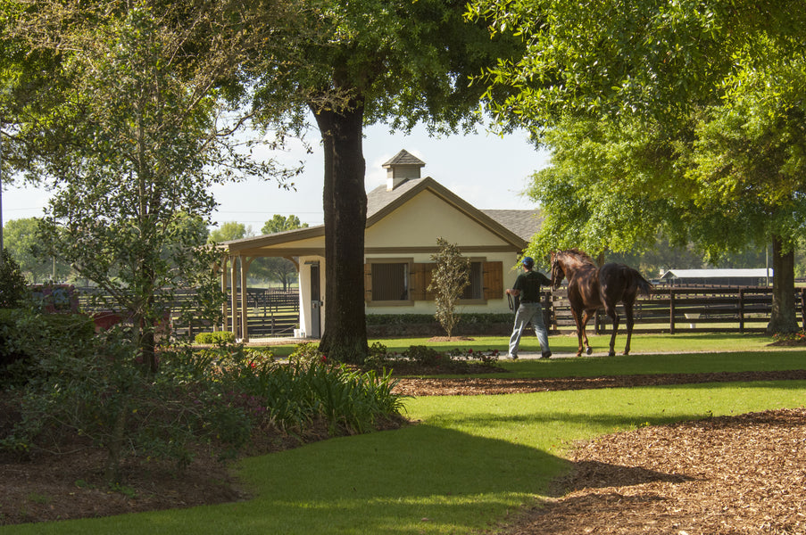 Shopping for a Boarding Stable