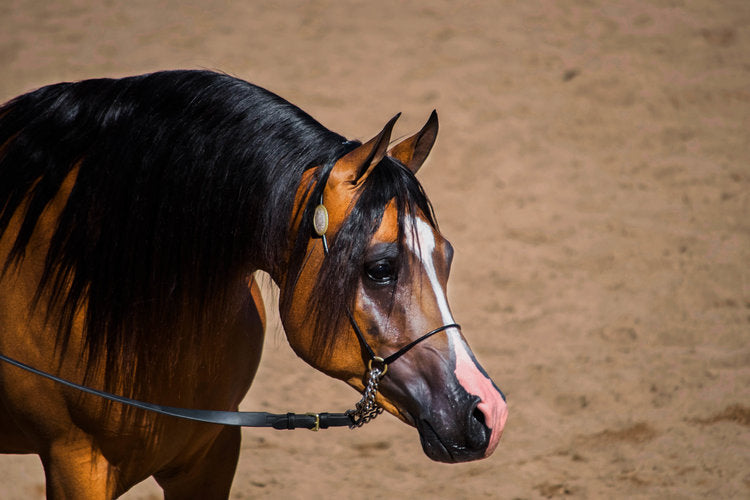 The World's Most Versatile Breed