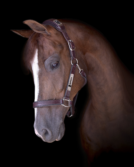 Keep Your Horse Safe This Labor Day Weekend