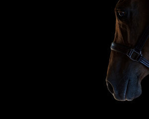 Horse of a Lifetime