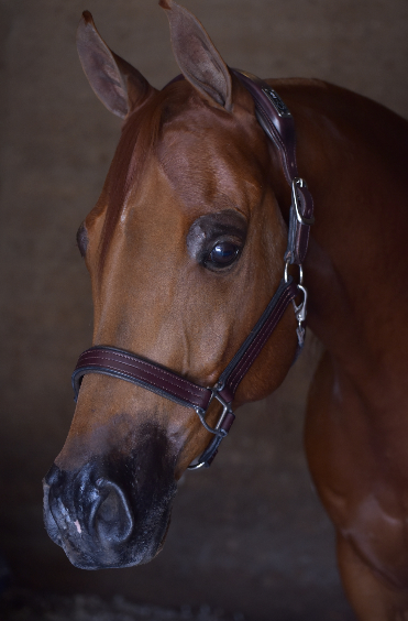 Traveling With Your Horse is Stressful