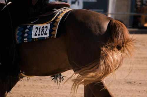 The Pull of Horses