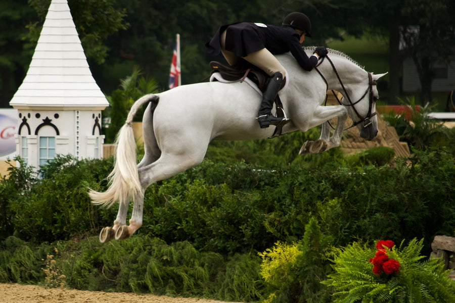 How to Decode Horse Sale Ads