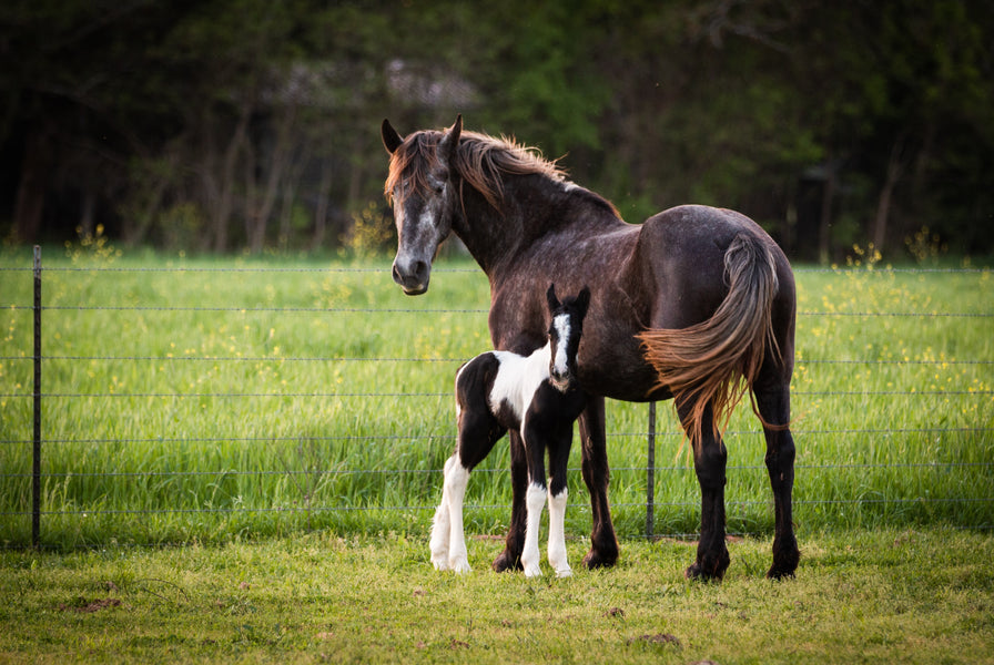 When To Order Your Smart Halter